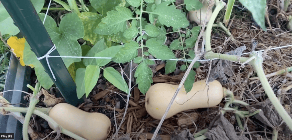 Growing Winter Squash in Florida